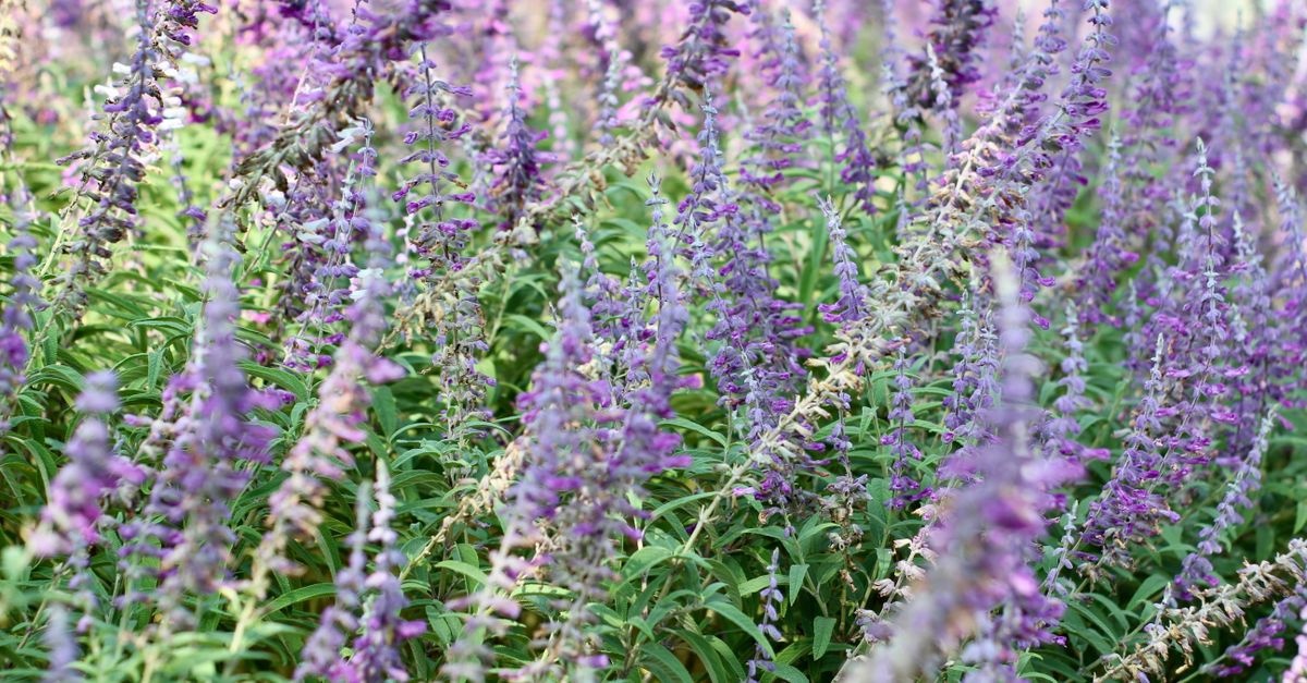 Salvia ornamentală în prim-plan: idei de straturi care înfloresc tot sezonul și încântă polenizatorii