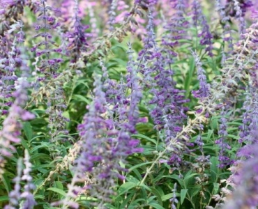 Salvia ornamentală în prim-plan: idei de straturi care înfloresc tot sezonul și încântă polenizatorii