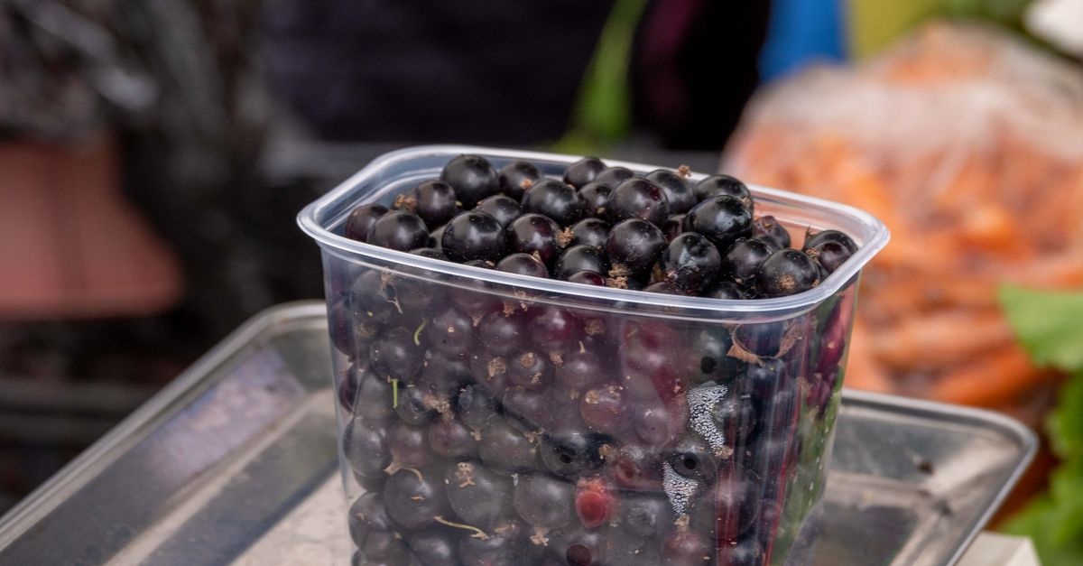 De la balcon la borcan: coacăze negre aromate, crescute cu ușurință în ghivece