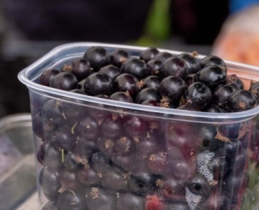 De la balcon la borcan: coacăze negre aromate, crescute cu ușurință în ghivece