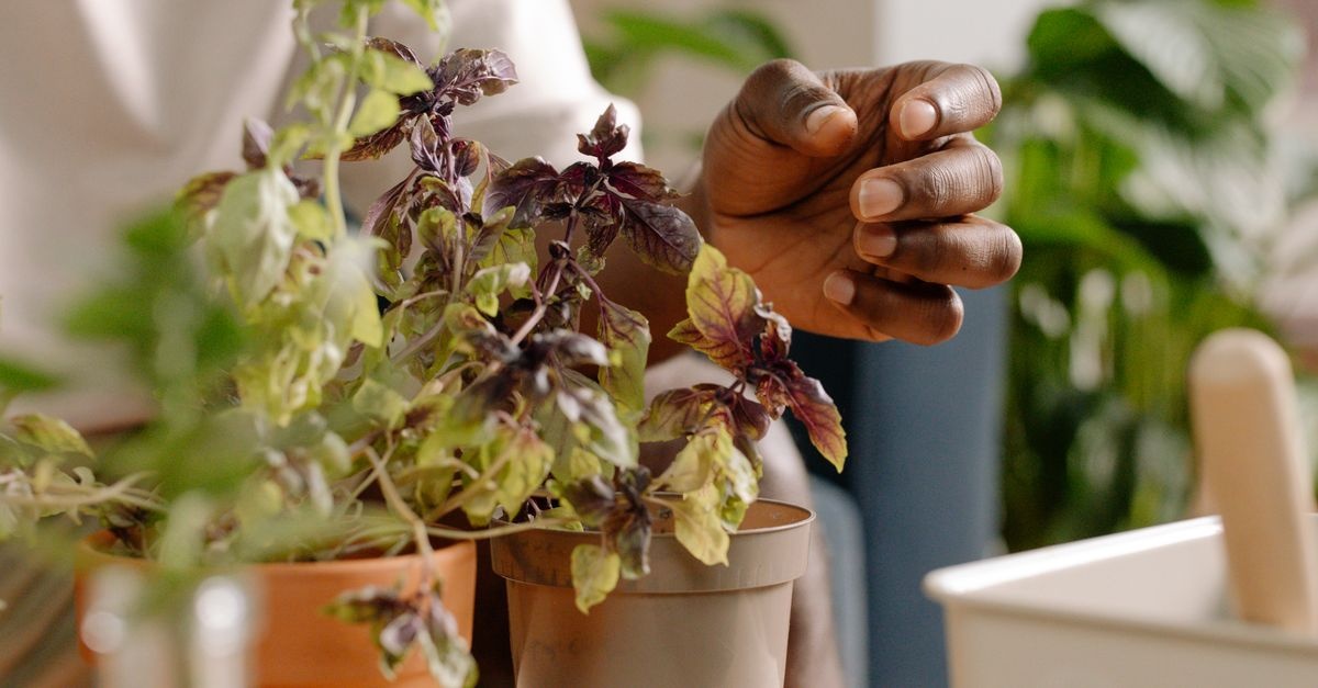 Aromele la înălțime: grădina ta de plante aromatice pe balcon, de la sămânță la recoltă