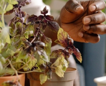 Aromele la înălțime: grădina ta de plante aromatice pe balcon, de la sămânță la recoltă