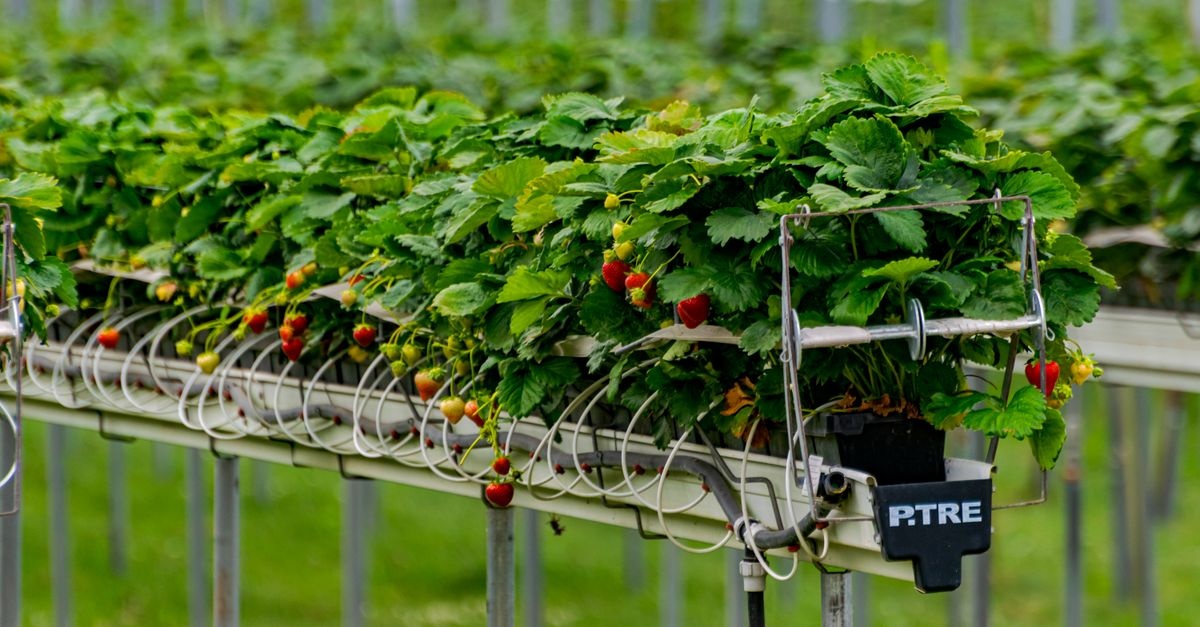 Balcon mereu verde: instalează în 30 de minute un sistem de irigare simplu și eficient