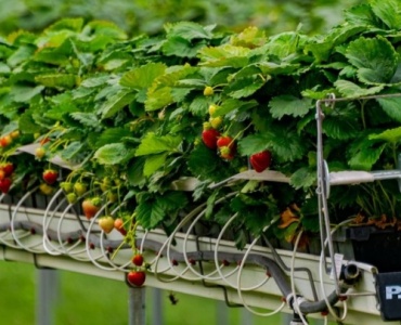 Balcon mereu verde: instalează în 30 de minute un sistem de irigare simplu și eficient