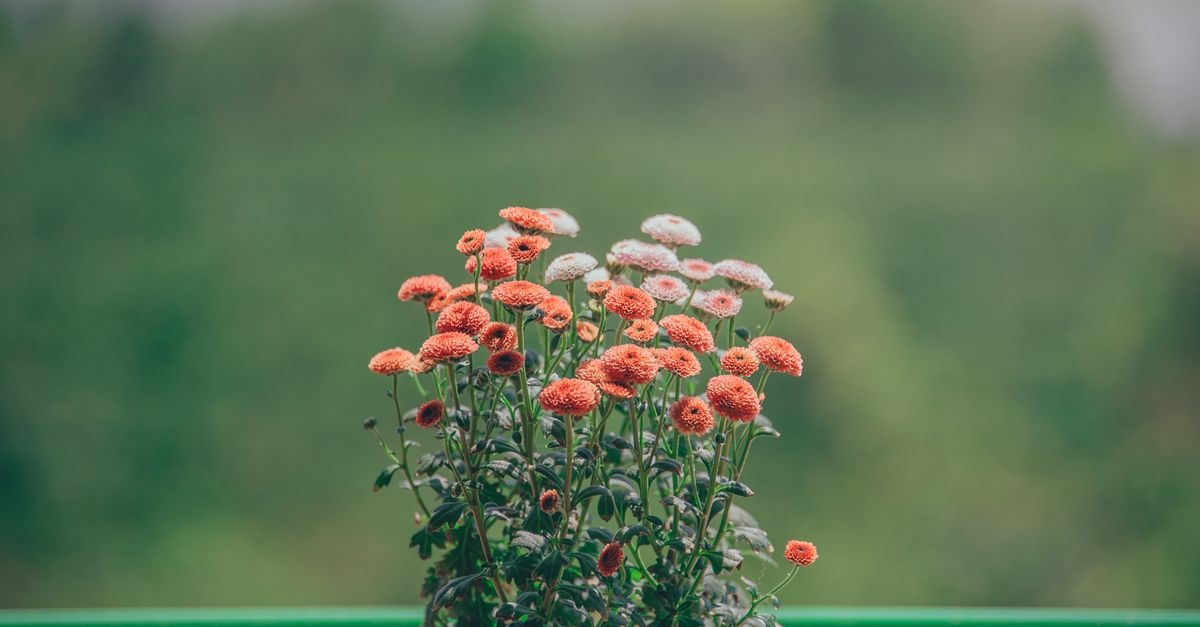 Balconul tău devine grădină: trucuri simple pentru o metamorfoză verde